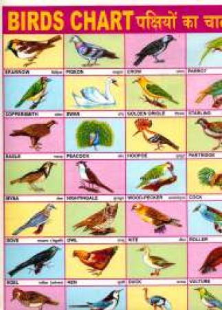 Lehrblatt für Vogelnamen in Hindi
